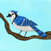 Beautiful cobalt blue feathers flutter in an overhead branch.